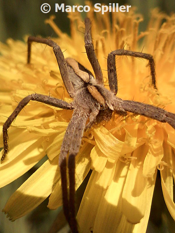 Pisaura sp. - Milano (MI)